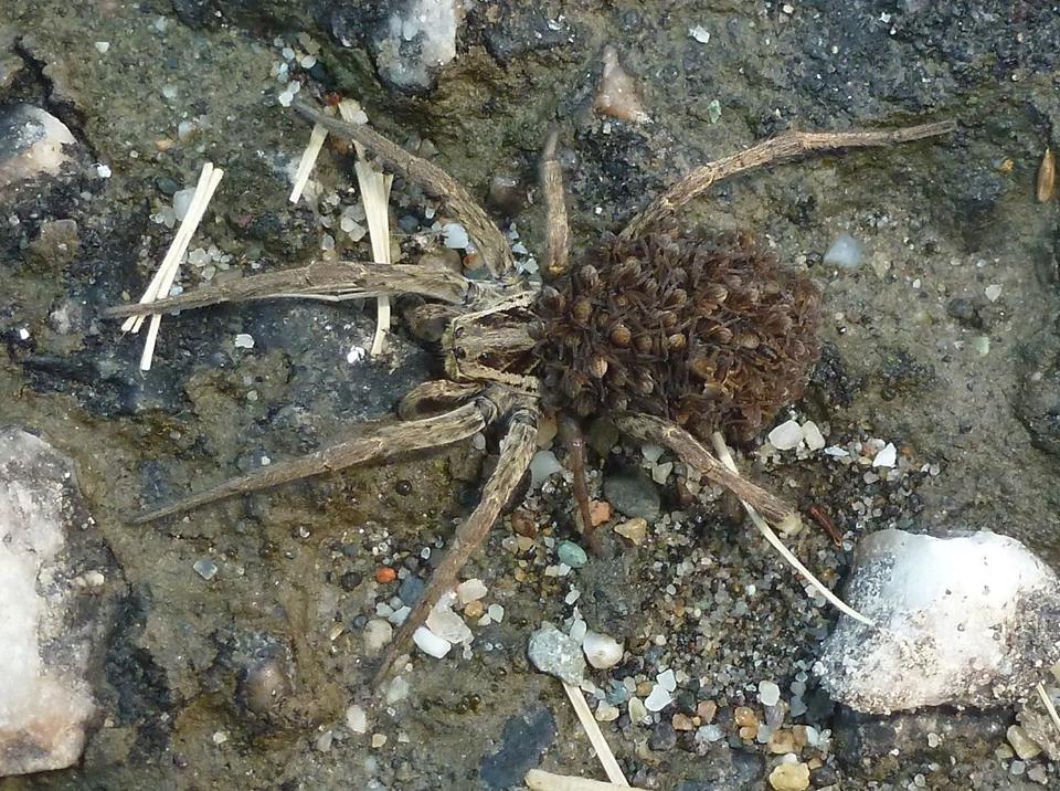 Hogna radiata con prole - Casale Monferrato (AL)